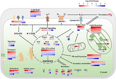 Chloroplast Electron Chain, ROS Production, and Redox Homeostasis Are Modulated by COS-OGA Elicitation in Tomato (Solanum lycopersicum) Leaves